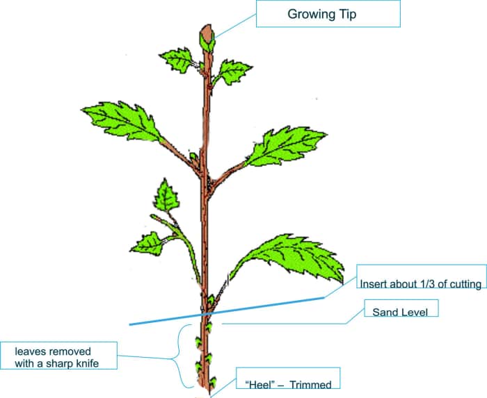 How to Grow Your Own Bonsai Tree Dengarden