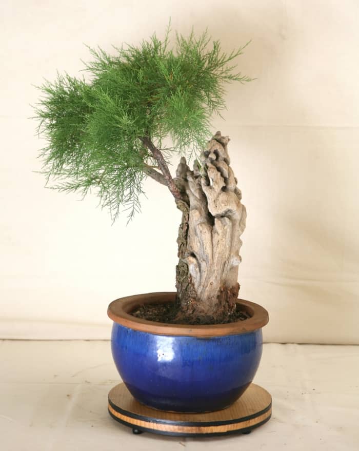 A Beginner S Guide To Growing Mame Bonsai Dengarden