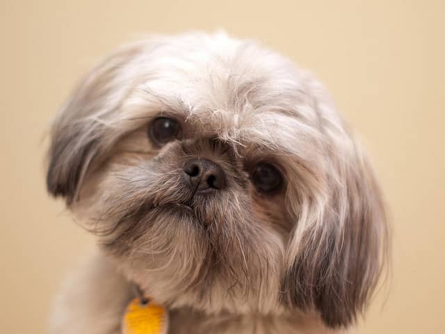Investing in a pet hair vacuum can help make the process of cleaning up after our beloved furry friends a little easier.