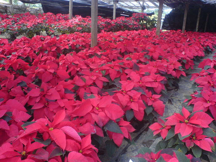 You'll find many plants to choose from.