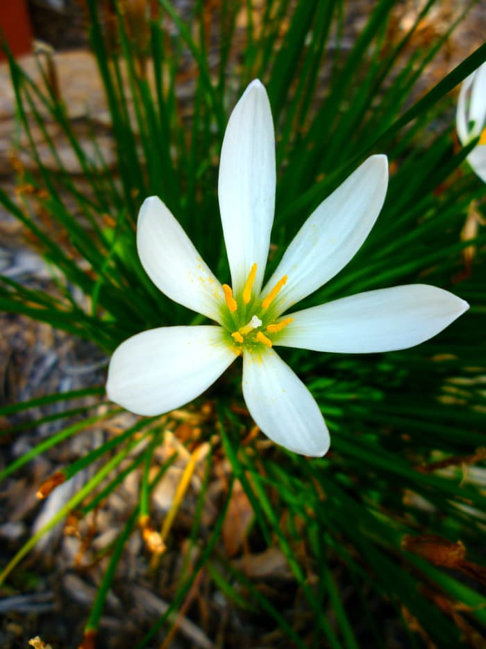 Rain lily plant. This is a perennial in our garden. The foliage looks like thick chives and each tip bears a blossom when in bloom. It is a bulbous plant that looks much like an onion set under ground. It multiplies rapidly!