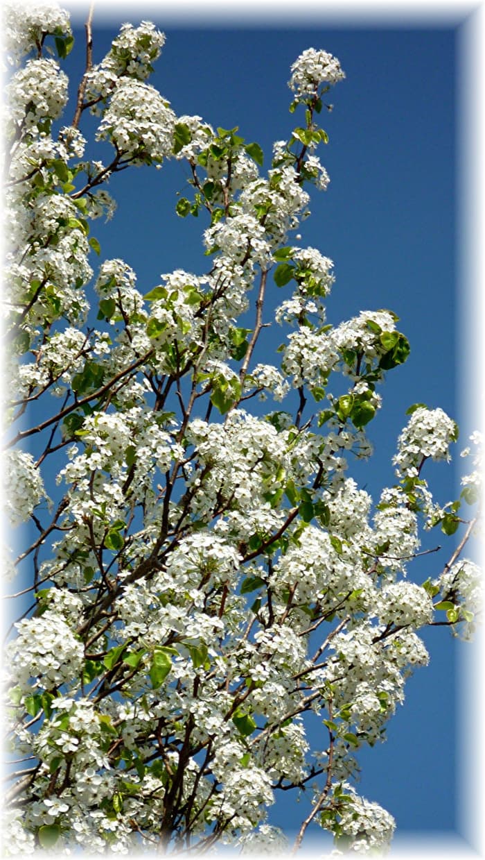 Information About Bradford Pear Trees (With Pictures) - Dengarden