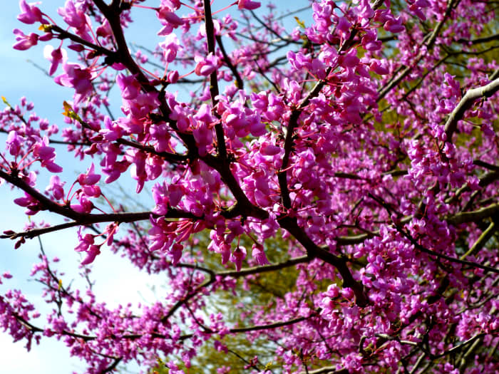 Pictures of the Beautiful Spring Flowering Ornamental Redbud Tree ...