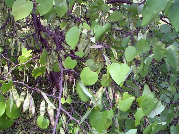 Redbud tree leaves and pods