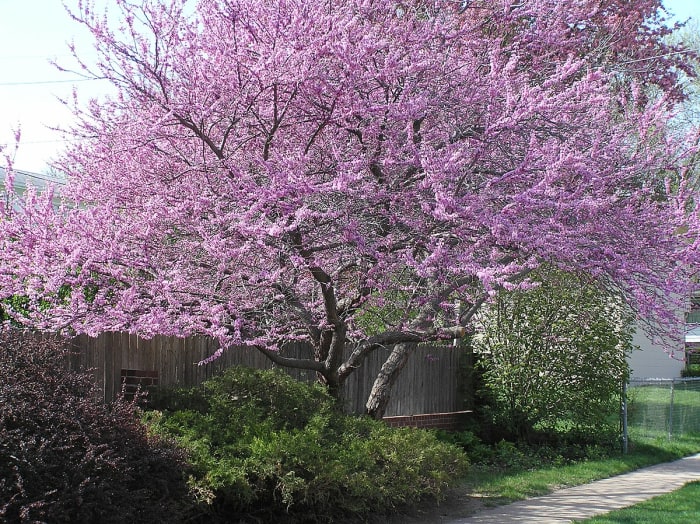 Redbud tree in bloom