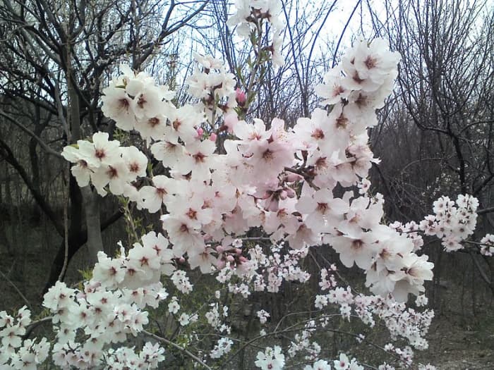 Apricot and peach blossoms are an added delight for the gardener. They are beautiful with their pink to white blooms and perfect for the backyard.