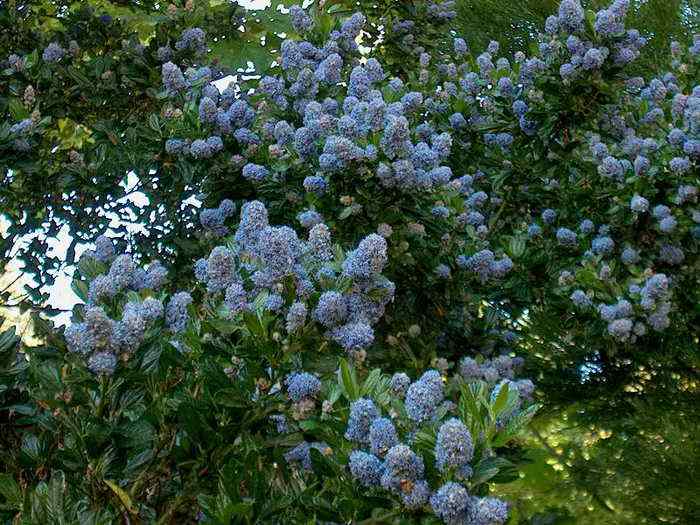 How to Grow Ceanothus (California Lilac) Dengarden