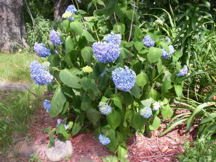 How to Plant and Care for Hydrangeas Dengarden