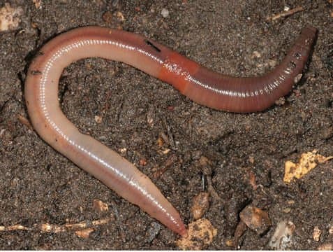 Lumbricus terrestris, the common earthworm known as a nightcrawler, does not survive in the compost pile but will enrich and aerate your garden beds.