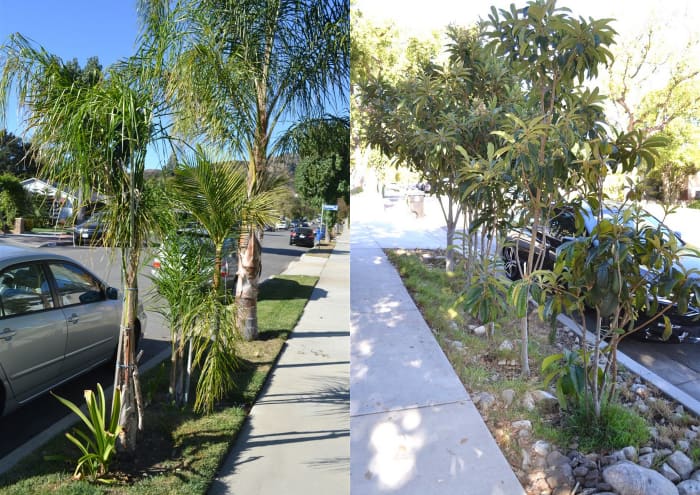 This shows an overly planted residential median. At left, many different palm varieties have been planted in a narrow strip creating a visual nightmare. Loquat trees at right are simply too crowded!