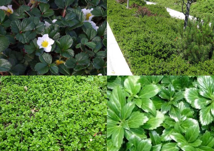 Groundcovers for shade. Clockwise: Fragaria chiloensis, Arctostaphylos :Emerald Carpet", Pachysandra terminalis, Satureja douglasii