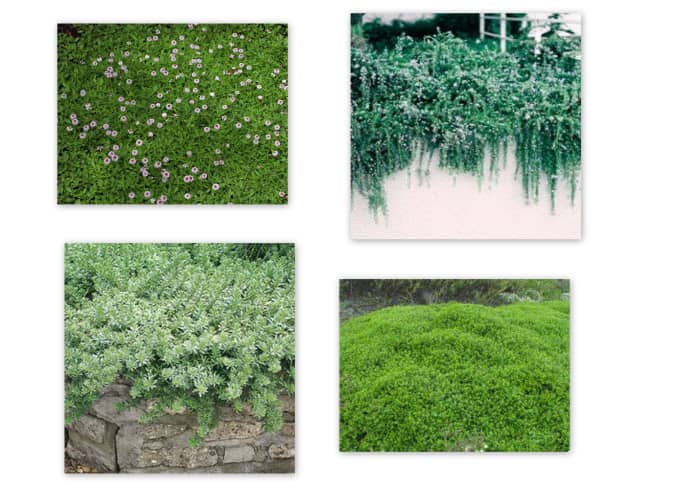 Groundcovers for sun. Clockwise: Lippia repens, Rosmarinus officinalis "Huntington's Carpet", Baccharis pilularis "Pigeon's Point", Myoporum parvifolium