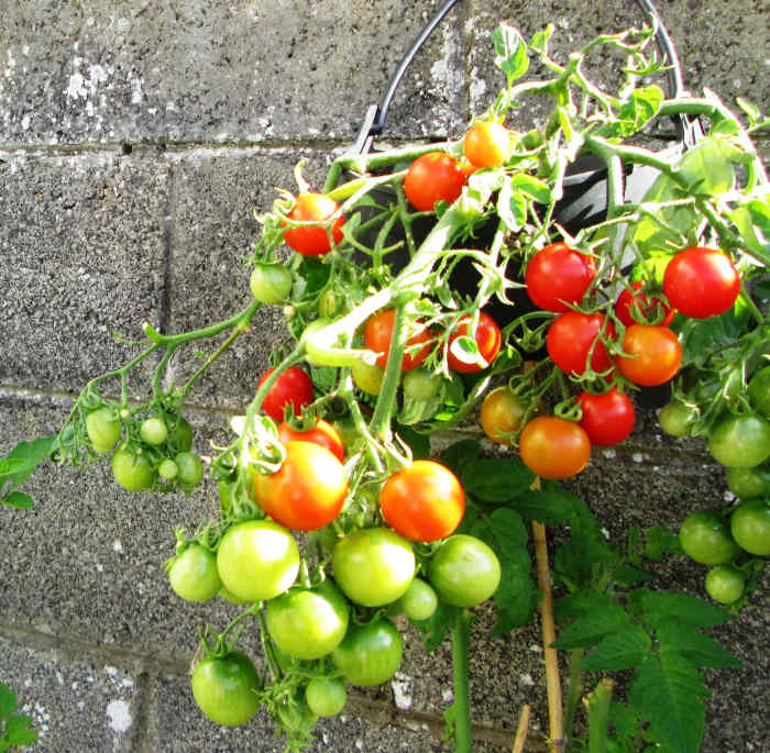 How to Sow, Plant and Grow Juicy Tomatoes in Containers Dengarden