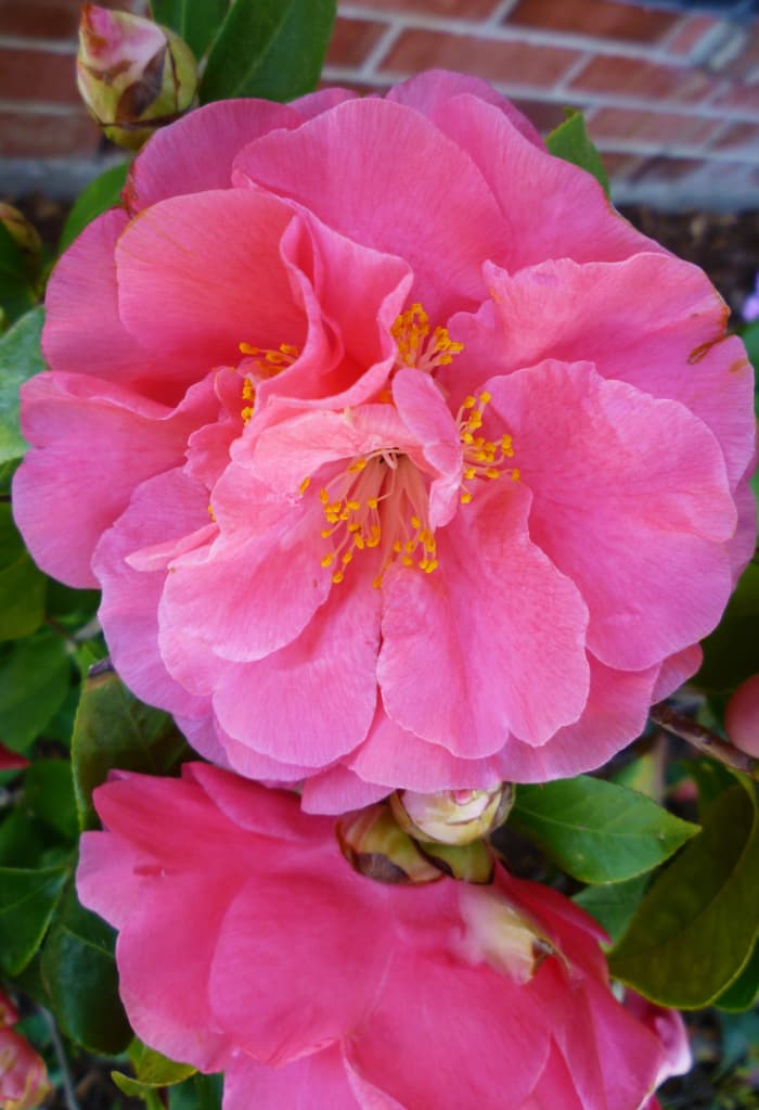 Camellia bush in our backyard when in bloom. These blossoms are huge and definitely showy!