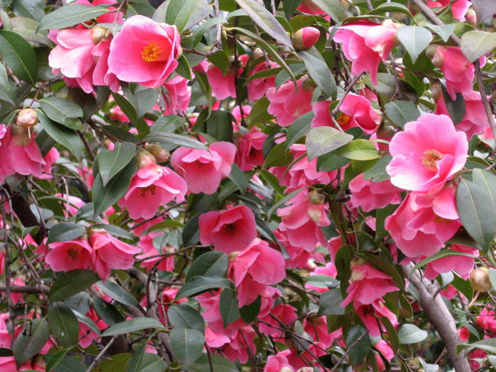 Camellia x williamsii 'Mary Christian'
