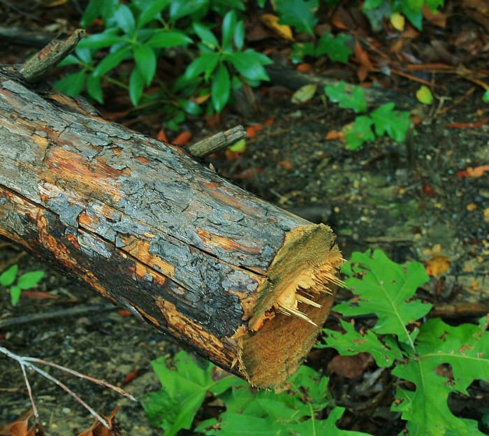 Storm-damaged trees are a good source of wood for stumperies. This broken limb is in the process of being cut up.
