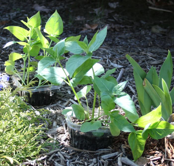 To harden them off before transplanting, seedlings like these four o'clocks are set outside in a warm, shady spot.