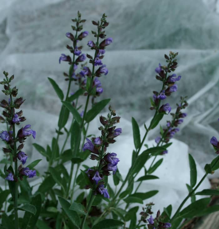 Sage in bloom against a background of Reemay over spring vegetables in our raised garden bed.