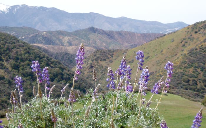 You could grow lupine and other local flowers or cultivars that thrive naturally in your ecological region.