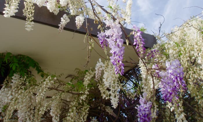 This wisteria is growing over a bus stop that provides a micro-climate for a local bakery. There's just a small piece of poor soil between the bus stop and parking lot, which heats up in full sun, and the wisteria loves it.