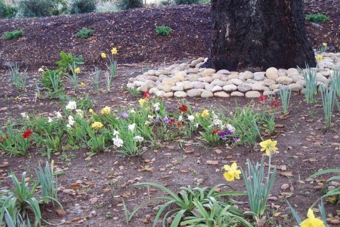 This microclimate is formed by the dense canopy of the conifer above it and the lower ground level. It allows for more moisture than normal, which helps daffodils, narcissus, and pansies grow in winter when sunlight is slanted.