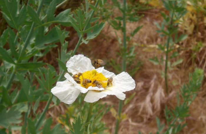 You could choose plants partly by what they contribute to the health of local insects, animals, and birds.