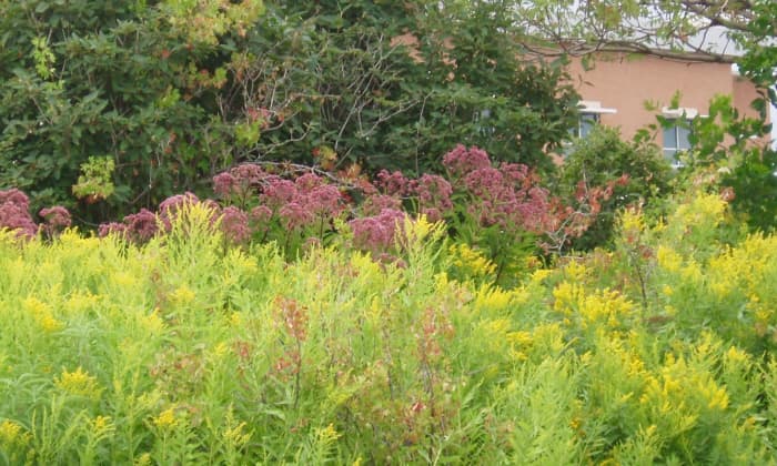 Wildflower Garden––typified by masses of perennial wildflowers, often hybrids, that are natural to the area. This sustainable garden is in Colorado.