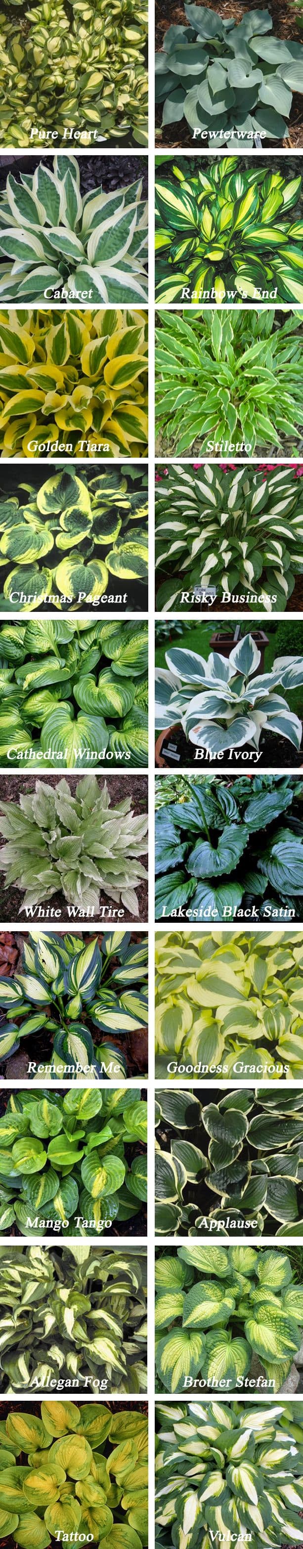 How to Plant and Grow ShadeLoving Hosta Plants Dengarden