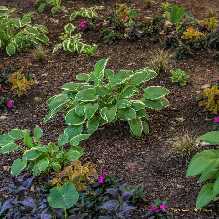 How to Plant and Grow ShadeLoving Hosta Plants Dengarden