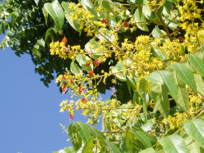 Some trees have nondescript flowers, others have prominent ones. Some tree flowers, like these, have bright red shiny leaves to spark the color.