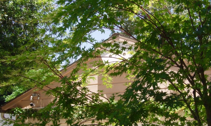 One of the biggest benefits to having a tree in a Southern California yard is the shade it provides during hot summers. This maple tree is planted on the south side, so it shades the house during the hottest part of the day.