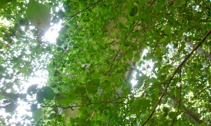 I took this photo on the Eaton Canyon Trail where I live near Pasadena, California. The way the sunshine dapples through the leaves is almost magical and would be a great addition to my yard, did I not already have a native oak tree.