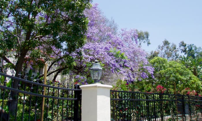 This jacaranda with its showy purple flowers is planted near the street, so passersby can see and admire it.