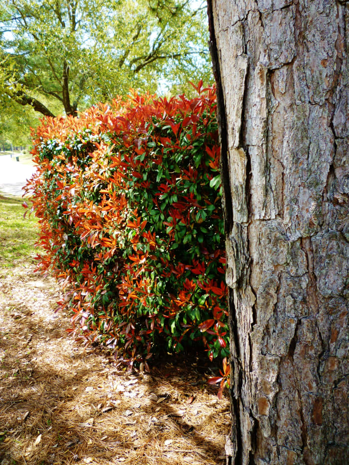 Is It a Good Idea to Use Red Tip Photinia Shrubs for