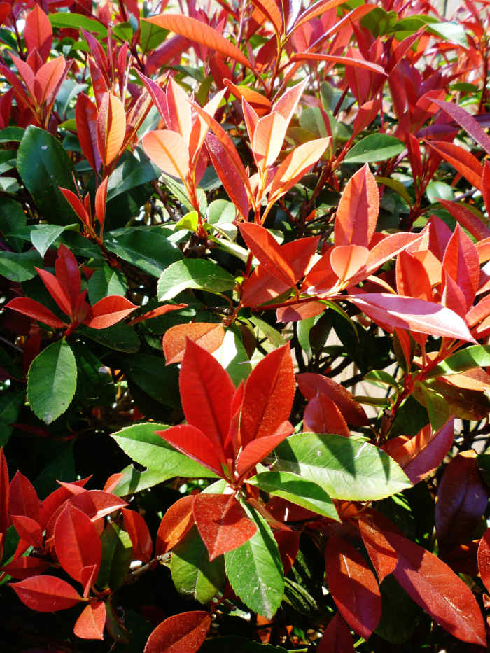 Is It a Good Idea to Use Red Tip Photinia Shrubs for Landscaping in Texas? Dengarden