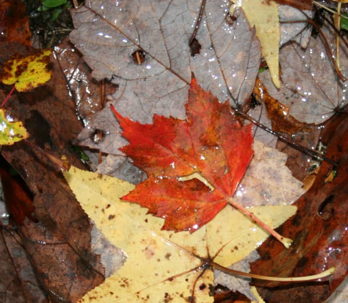 Tips for Reducing Ticks in Your Landscape - Dengarden - Home and Garden