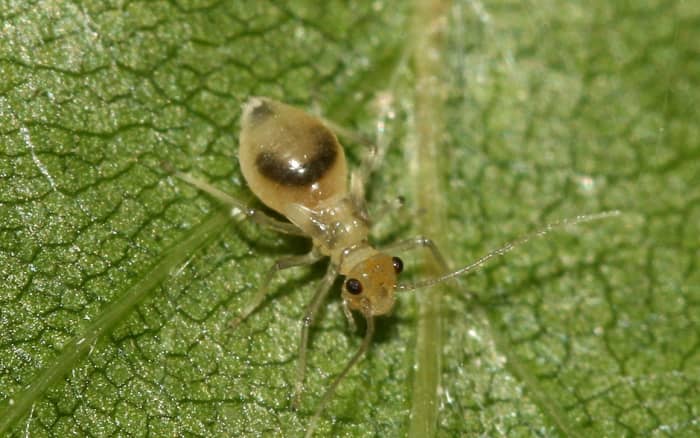 A single booklouse - a small, soft-bodied insect, ranging in color from a translucent white to gray to light brown color.