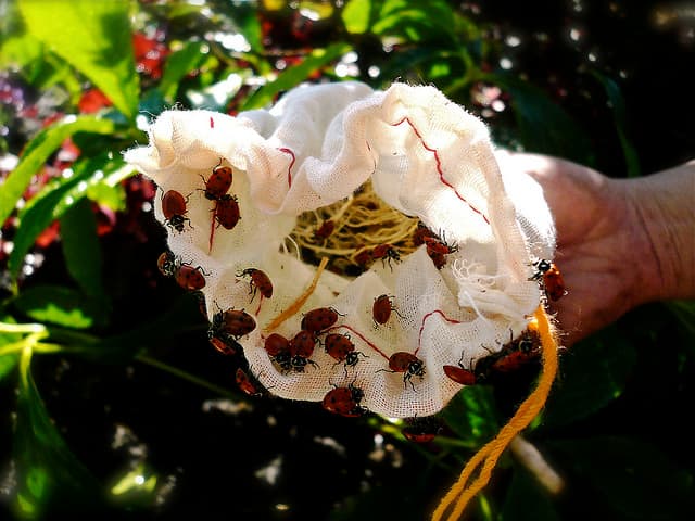 You can actually buy ladybugs and put them in your garden. They will eat the aphids and leave your plants alone, so when you see one, leave it alone so it can do its work.