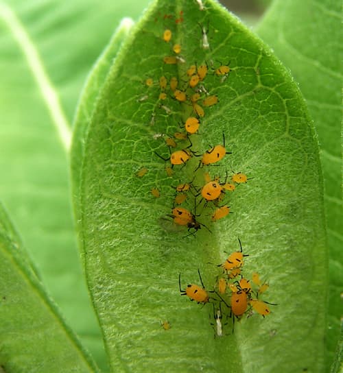 They look large, but aphids are actually very small, and large populations of them can turn leaves yellow. They can also produce a sticky substance that turns black with moldy growth.