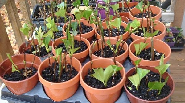 These are my own camellia cuttings. As you can see, I have cut the leaves down to keep them from soaking up all of the moisture, which at this point is needed more at the roots.
