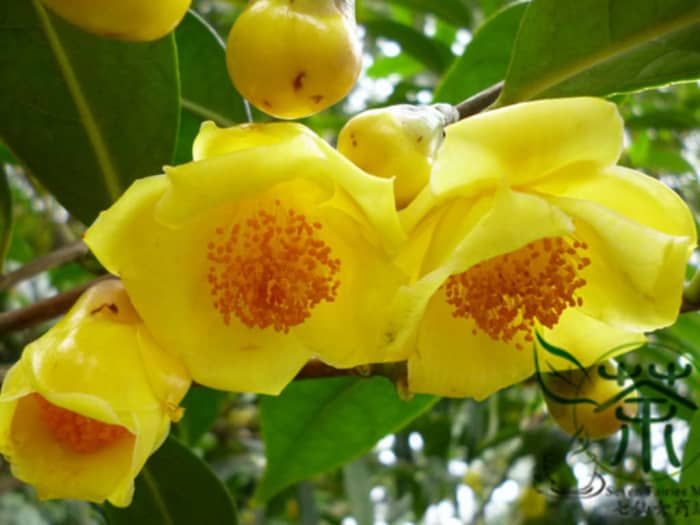 The yellow camellia (Camellia nitidissima) blooms from mid-winter to mid-spring. These flowers are grown on a shrub or small tree growing up to about 15-16 feet tall.