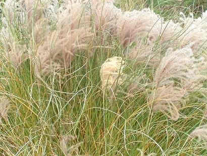 5 Best Low Maintenance Plants That Should Be In Your Landscape Dengarden 5 Best Low Maintenance Plants That Should Be In Your Landscape Dengarden