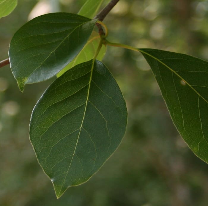 If submitted to Leafsnap, this pic would enter a database of tree locations and populations.