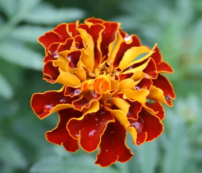 This photo of a French marigold is one of mine, but Flower Pedia contains thousands of gorgeous flower pics.