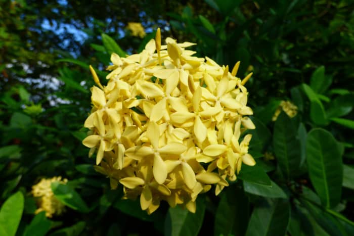 Un Ixora chinensis jaune