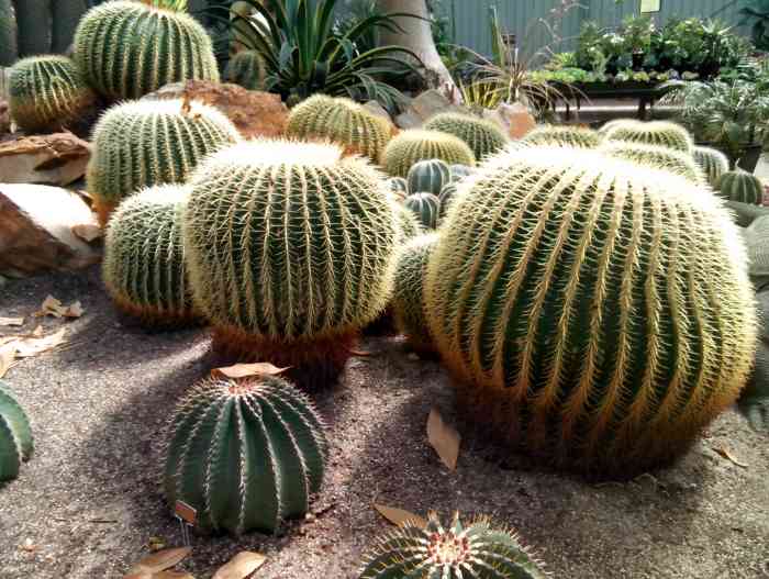It will take 30-40 years for a barrel cactus to grow to a diameter of one metre. These cacti do not flower until around 10 years old.