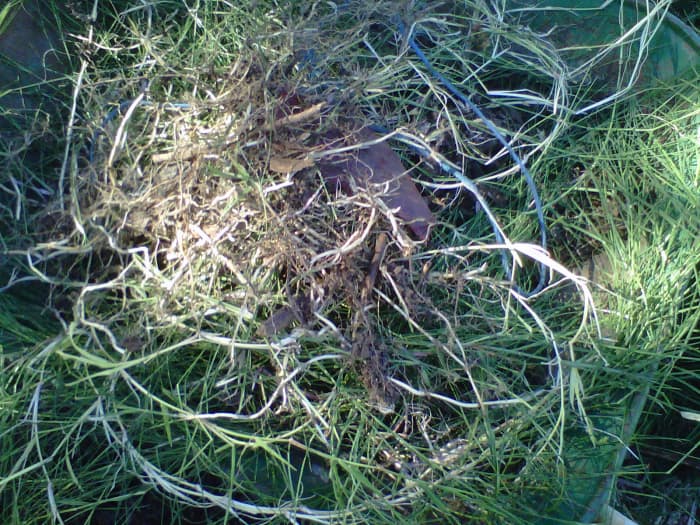 Bermuda Grass. Notice the crisp, white rhizomes as runners.