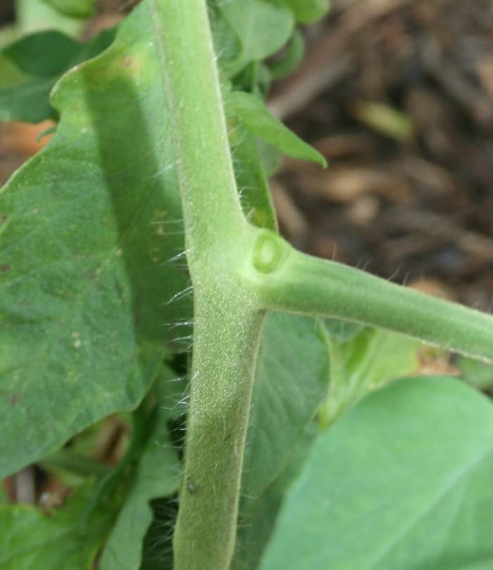 It takes some time, but snapping off little side shoots can help plants produce larger fruits.