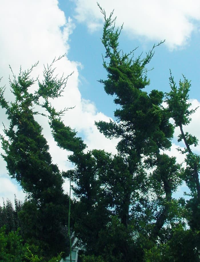 Hollywood juniper is an attractive, hearty, large growing shrub with contorting branches.