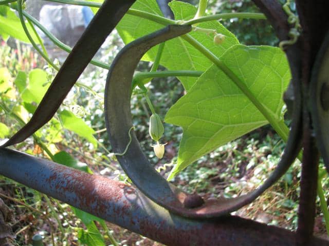 The male flower is at the top of the photo, and female with fruit is at the bottom.